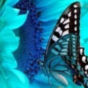 Meet your Posher, Donna lea